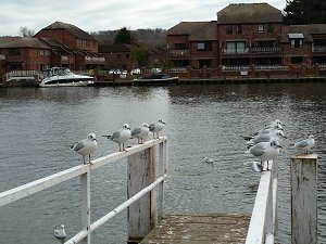 Marlow Seagulls