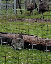 Wallaby and Emu