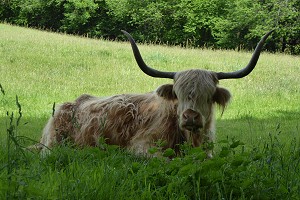 Long-horned Highland Cow