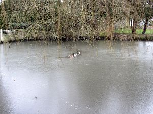 Pond at Kidmore End
