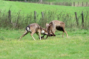 Fighting Deer