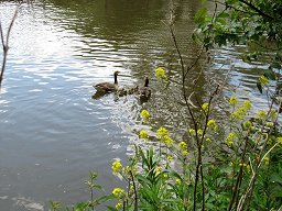Ducks near Hurley