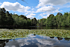 Heath Pond