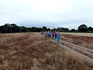 Wheat Field